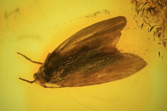 Fossil Butterfly (Lepidoptera) In Baltic Amber #81713